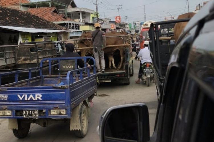 Jelang Idul Adha, Jalan Pasar Blega Bangkalan Macet Parah Imbas Pasar Hewan