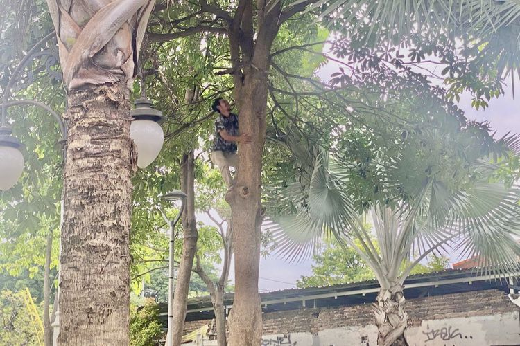 Warga Surabaya memanjat pohon demi mencari koin jagat du Taman Jembatan Ujung Galuh, Senin (13/1/2025)