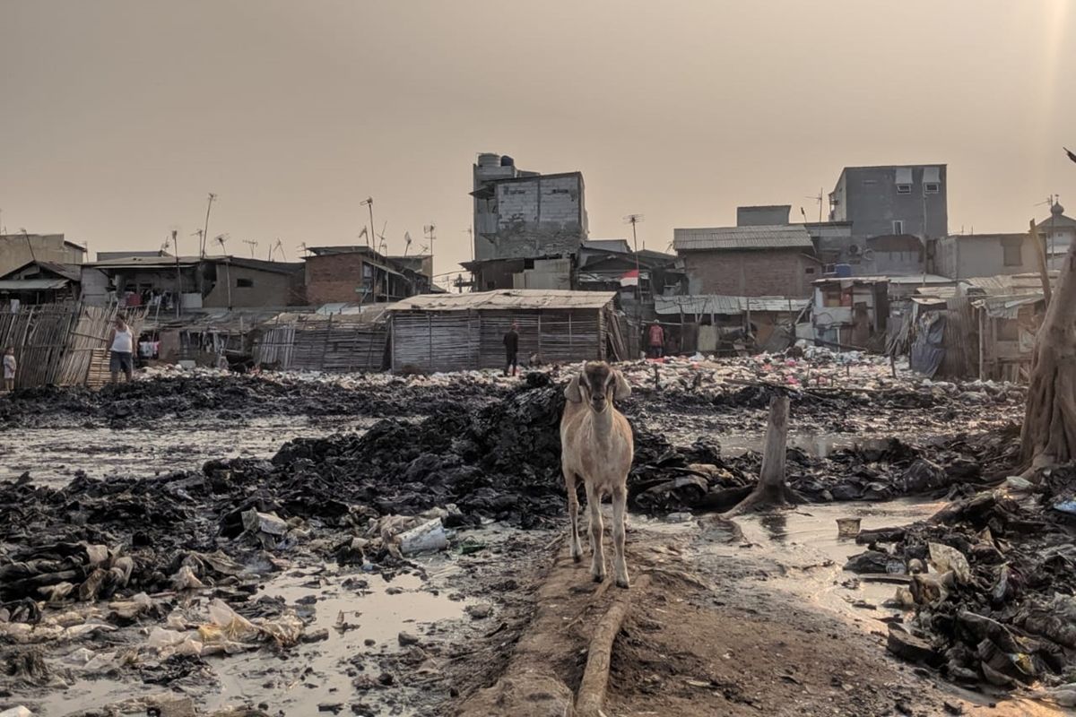 Seekor kambing yang berusaha mencari makan di tengah-tengah lautan sampah yang mengitari Kampung Bengek