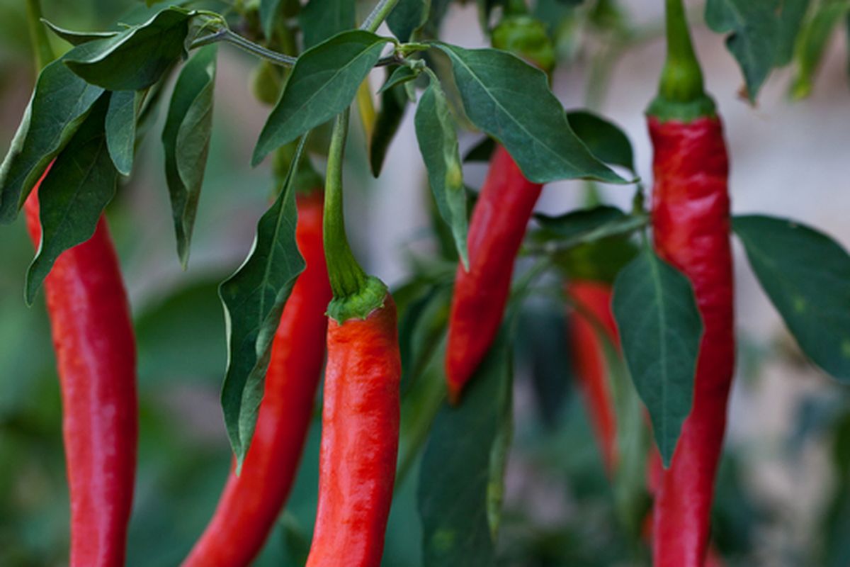 Ilustrasi tanaman cabai merah besar. 
