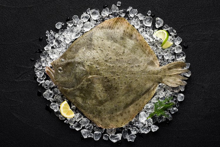 Ikan Turbot, salah satu ikan termahal di dunia.