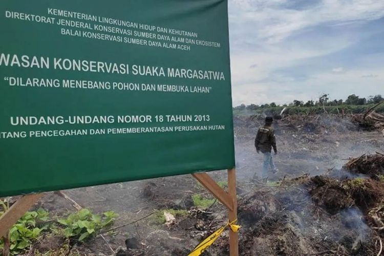 Perambahan 4 Hektare Hutan Lindung Suaka Margasatwa Rawa Singkil Terbongkar untuk Lahan Sawit Ilegal