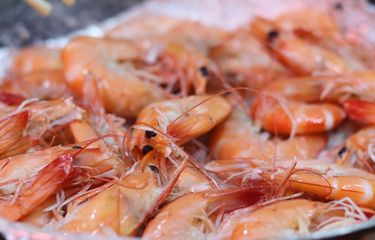 Ilustrasi udang, udang segar. Salah satu makanan seafood yang baik untuk penderita diabetes.
