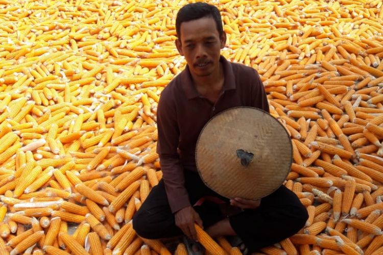 Rasidi, petani jagung Desa Tegowanu Wetan, Kecamatan Tegowanu, Kabupaten Grobogan Jawa Tengah (Jateng) beristirahat usai memanen jagung, Minggu (14/10/2018). Ia mengaku puas dengan hasil panen jagung pada musim kemarau 2018 yang harga jualnya menguntungkan.