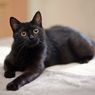 Kisah Blackie, Kucing Hitam Terkaya di Dunia Warisi Rp 486 Miliar