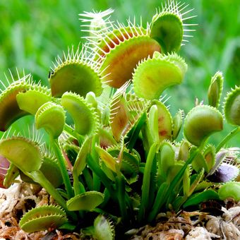 Ilustrasi tanaman venus flytrap.