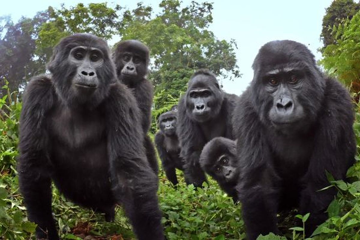 Keluarga gorila gunung di Uganda