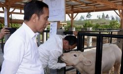 Jokowi Ingin Belgian Blue Jadi Andalan Peternak 