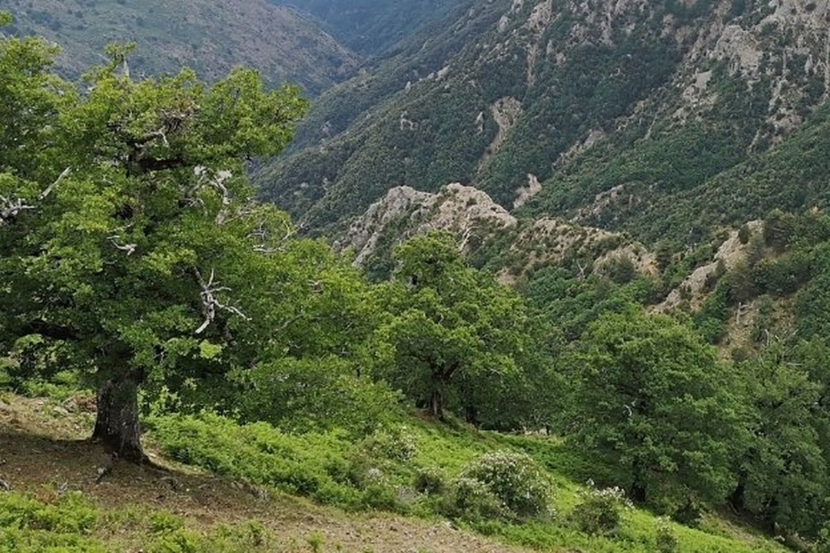 Pohon ek yang tumbuh di Taman Nasional Aspromonte di Italia Selatan, berusia hampir 1000 tahun.
