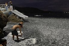 Jutaan Ikan Sarden Terdampar di Filipina 2 Hari Sebelum Gempa M 6,7
