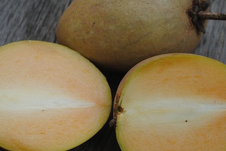 Buah sawo yang sudah matang
