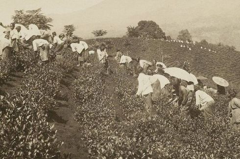 Kapan Tanam Paksa Dimulai? Ini Sejarah, Tujuan, dan Dampaknya bagi Indonesia