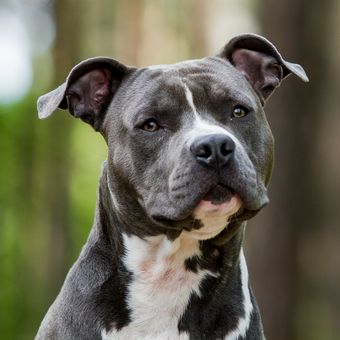 Ilustrasi anjing American Staffordshire Terrier.