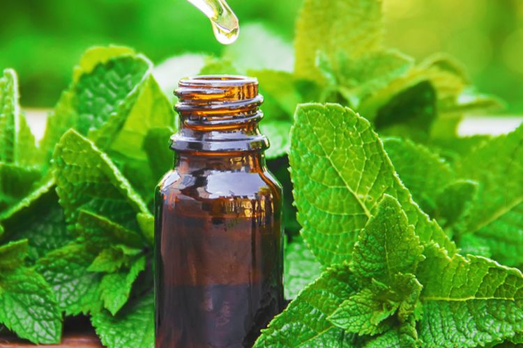 Ilustrasi minyak peppermint, minyak esensial peppermint. 