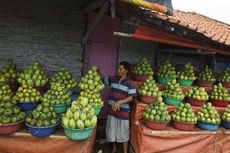 Mangga Manis nan Legit, Oleh-oleh Khas Indramayu