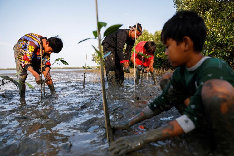 Samsudin menanam pohon-pohon bakau bersama anak-anak di Pantai Tiris, Desa Pabeanilir, Kabupaten Indramayu, Jawa Barat, 11 Maret 2021.