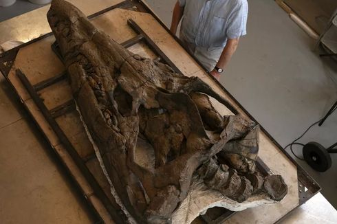 Ilmuwan Temukan Tengkorak Pliosaurus, Reptil Laut Raksasa Mematikan