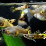 5 Cara Merawat Ikan Guppy agar Sehat dan Panjang Umur
