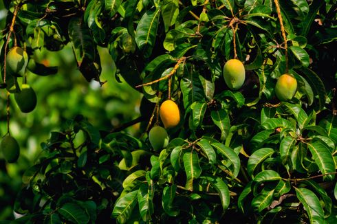 4 Hama Pohon Mangga dan Cara Membasminya