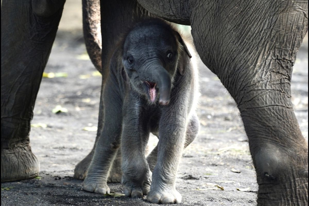 Seekor anak gajah Sumatera betina yang diberi nama Diah di Batu Secret Zoo, Jawa Timur Park 2 di Kota Batu, Jawa Timur. 