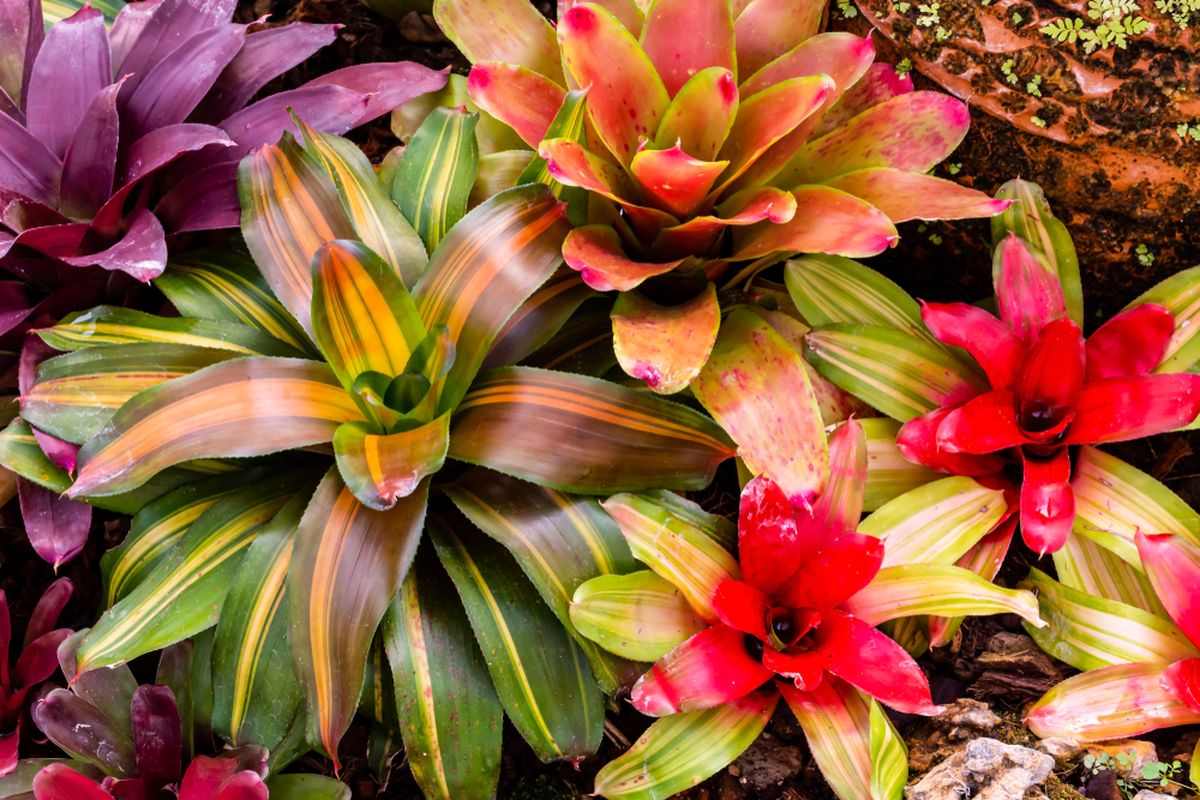 Tanaman bromelia beraneka warna.