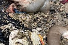 Berawal Cium Bau Menyengat, Warga Temukan Tumpukan Jeroan di Pantai Balikpapan
