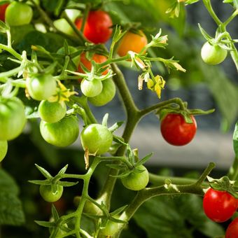 Ilustrasi tomat hidroponik
