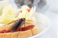 Cara Mudah Usir Kecoak dan Serangga di Dapur