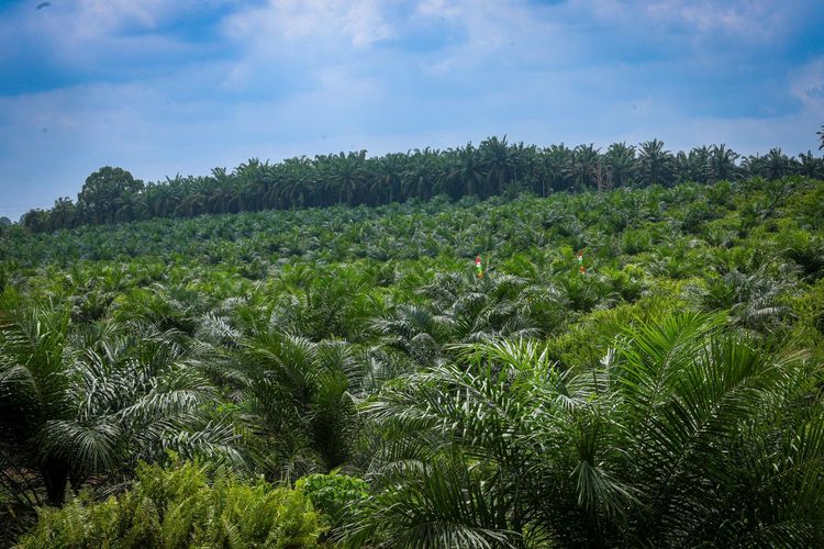 Hamparan kebun sawit di Pelalawan, Provinsi Riau.