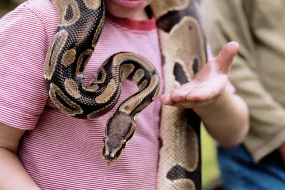 Bokep dgn hewan ular