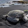 Penyu Bertelur Lebih Awal dan Lebih Sedikit akibat Krisis Iklim