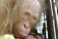 Inilah Nama Baru untuk Orangutan Albino dari Kalimantan