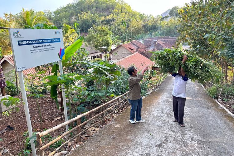 Sekretaris Perusahaan PLN Energi Primer Indonesia, Mamit Setiawan (kanan) berbincang dengan anggota Gabungan Kelompok Tani (Gapoktan) Karang Asem saat menyiapkan pakan ternak kambing perah jenis etawa di di Kalurahan Karang Asem, Ponjong, Gunungkidul, Yogyakarta pada Kamis (25/7/2024) sore. PLN Energi Primer Indonesia melalui program Corporate Social Responsibility (CSR) memberikan 21 kambing etawa, kandang kambing, dan beragam pelatihan untuk mengembangan UMKM peternakan di Kalurahan Karang Asem.