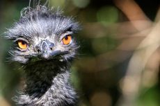 Seekor Emu Mati Terjangkit Virus H5N8, Kebun Binatang Ditutup  