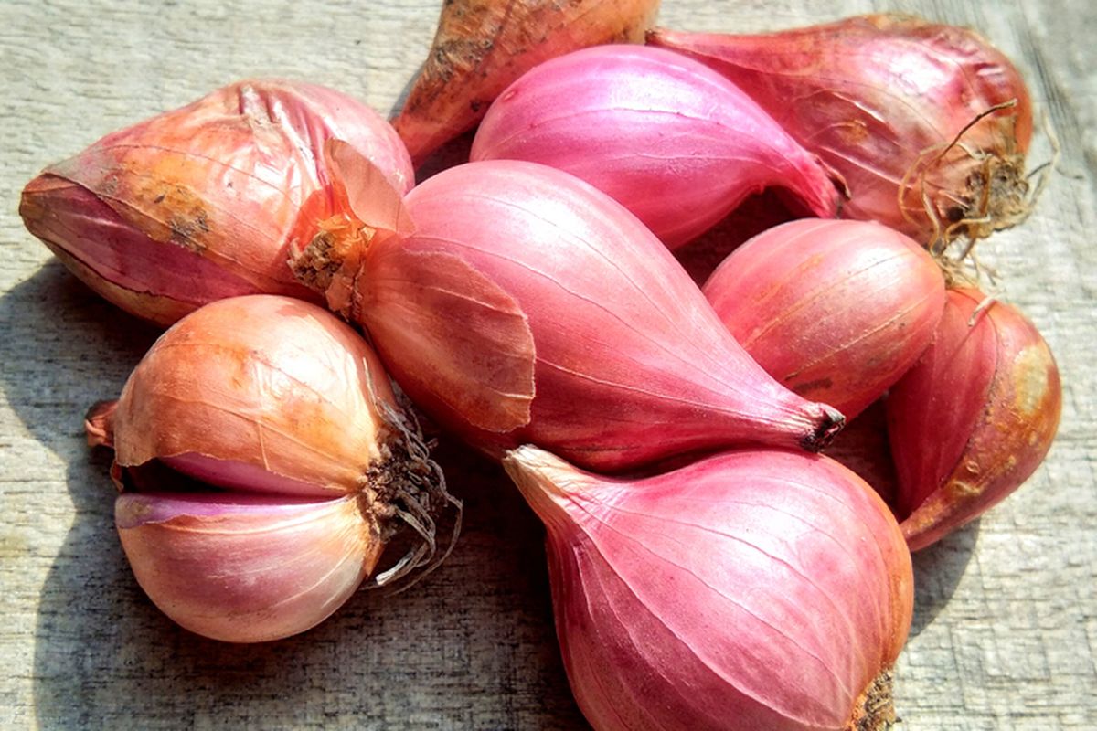 Ilustrasi bibit bawang merah.