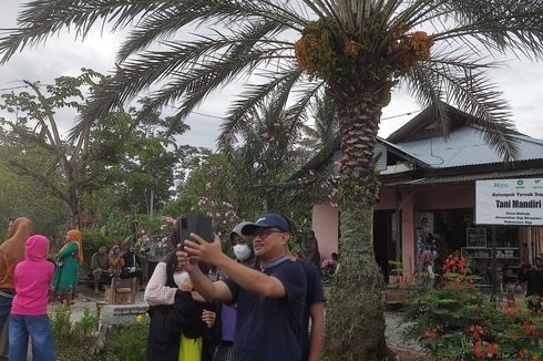 Viral Video Pohon Kurma Berbuah Lebat di Sigi, Diserbu Warga untuk Promil