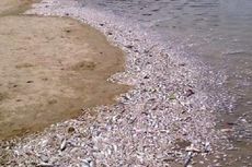 Limbah Penyebab Ikan-ikan Mati di Pantai Ancol Mengandung Gas