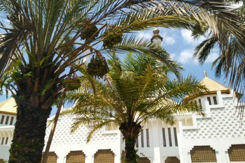 Pohon Kurma di Halaman Masjid Tasikmalaya Berbuah Lebat, Warga Heboh
