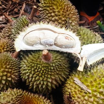 Durian kentang memiliki rasa manis, sedikit pahit, gurih dan kenyal menjadikan penggemar durian menyukai rasanya.