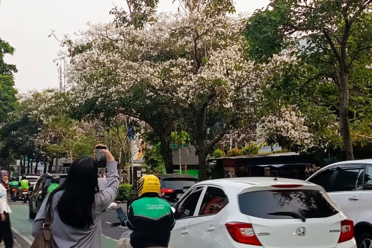 Dari Mana Asal Bunga Tabebuya? Mengapa Banyak Tumbuh di Jabodetabek?