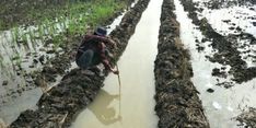 Berkat Optimasi Lahan Rawa, Lahan Pertanian di Tulang Bawang Minim Banjir