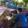 Lamongan Masuk PPKM Level 1, Maharani Zoo Akan Kembali Dibuka Bagi Wisatawan