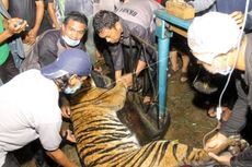 Seekor Harimau Sumatera Terjerat Perangkap Babi, Begini Kondisinya
