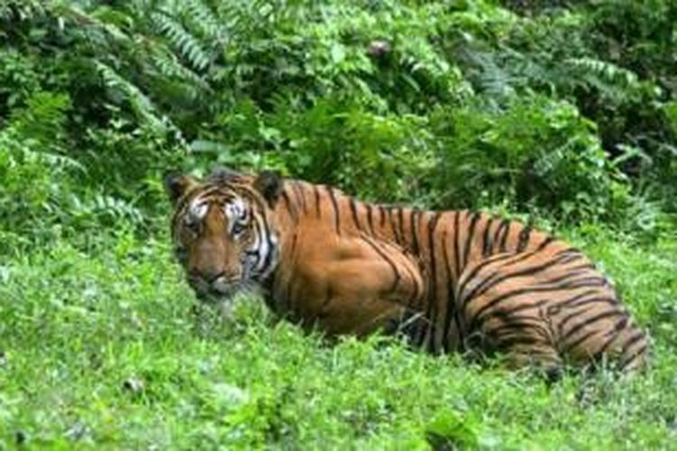 Jumlah harimau Benggala di hutan Sundarbans diperkirakan tinggal sekitar 100 ekor 