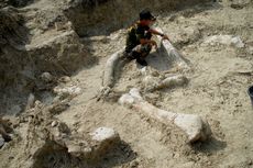 Fosil Gajah Raksasa Ditemukan di Banjarejo Grobogan