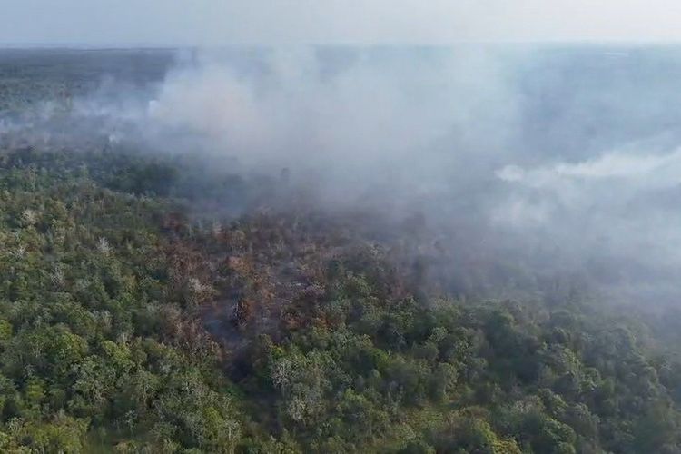 Kebakaran Lahan Gambut 3 Hari di PPU Capai 31 Hektar, Petugas Lakukan Pemadaman Maraton