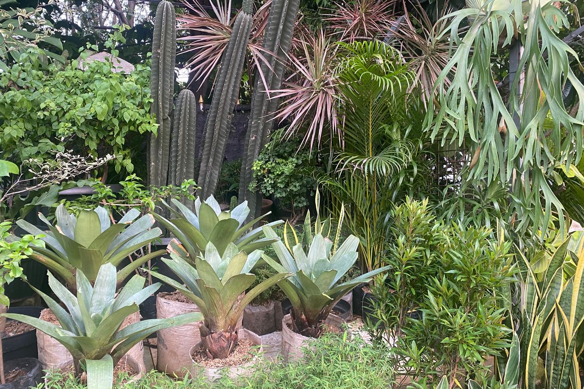 Tanaman hias di toko Darma Flora, Ragunan, Jakarta Selatan. 