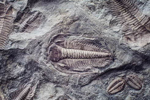 Fosil Trilobita Mampu Mengungkap Masa Lalu Bumi
