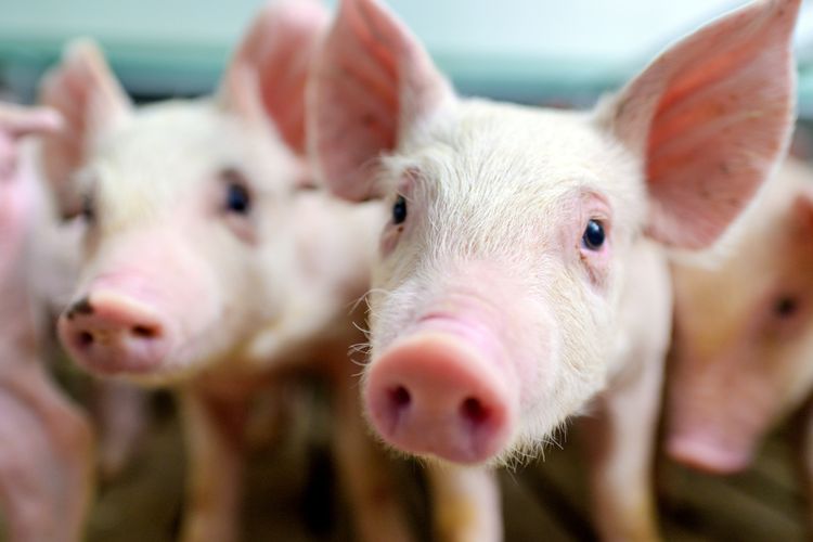 Ilustrasi babi. Ilmuwan di Amerika Serikat sukses melakukan eksperimen transplantasi organ ginjal babi pada manusia.