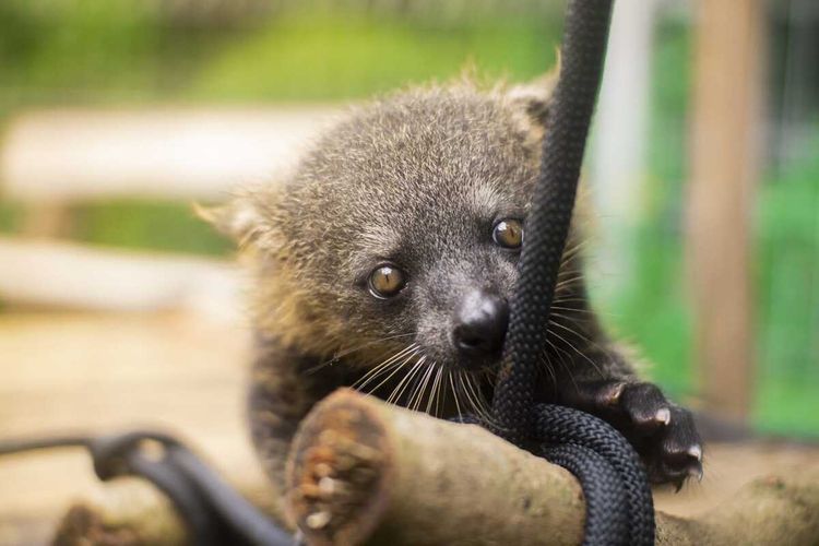 Kondisi dua bayi binturong yang lahir di Bandung Zoo, Minggu (8/6/2025).